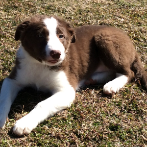 Border Collie Puppy Sassy Lady