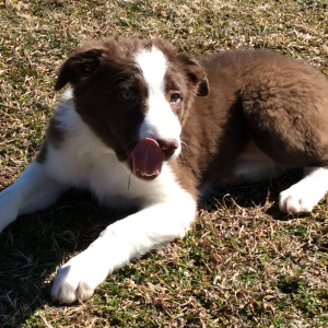Border Collie Puppy Sassy Lady