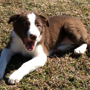 Border Collie Puppy Sassy Lady
