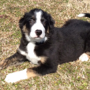 Border Collie Puppy Bronson