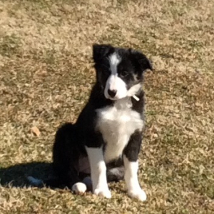 Border Collie Puppy Bronson