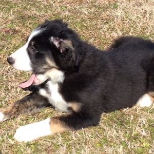 Border Collie Puppy Bronson