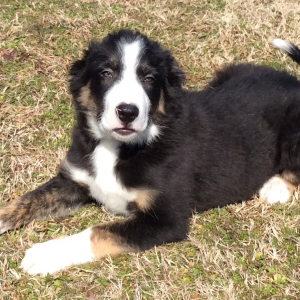 Border Collie Puppy Bronson