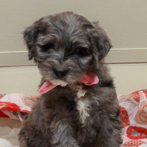 Aussiedoodle Puppy Meller