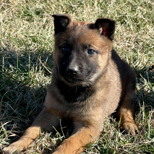 Belgian Malinois Puppy Beth