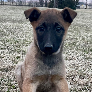 Belgian Malinois Puppy Beth