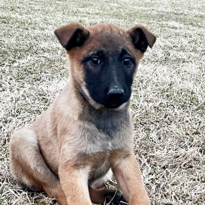 Belgian Malinois Puppy Beth