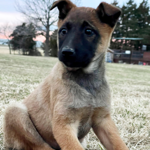 Belgian Malinois Puppy Beth