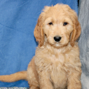 Goldendoodle Puppy Malcom