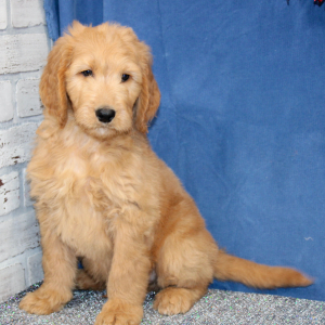 Goldendoodle Puppy Malcom