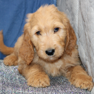 Goldendoodle Puppy Malcom