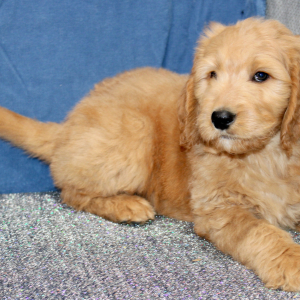 Goldendoodle Puppy Malcom