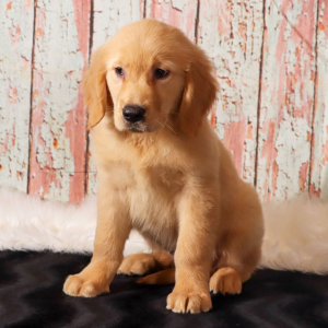 Golden Retriever Puppy Hector