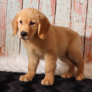 Golden Retriever Puppy Hector