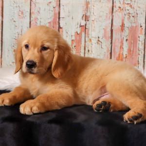 Golden Retriever Puppy Hector