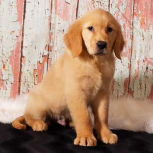 Golden Retriever Puppy Hector