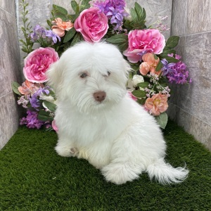 Havanese Puppy Charlie