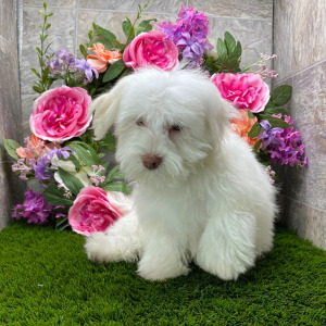 Havanese Puppy Charlie