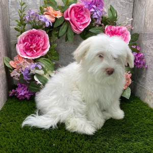 Havanese Puppy Charlie