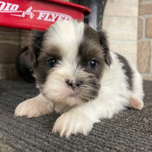 Shih Tzu Puppy Derrick