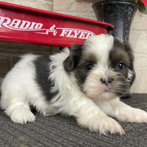 Shih Tzu Puppy Derrick