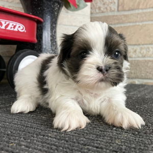 Shih Tzu Puppy Derrick