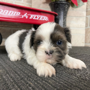Shih Tzu Puppy Derrick