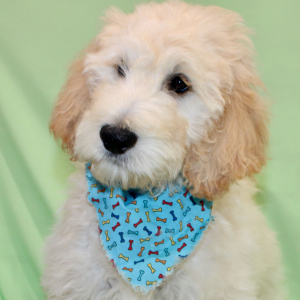 Goldendoodle Puppy Seven