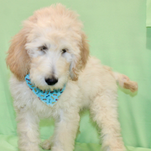 Goldendoodle Puppy Seven