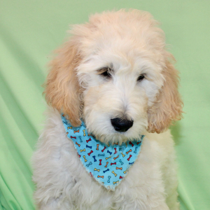 Goldendoodle Puppy Seven