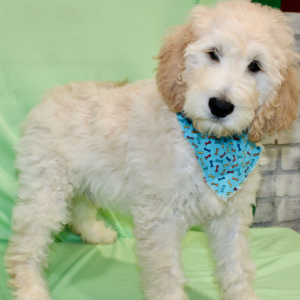 Goldendoodle Puppy Seven