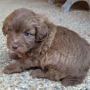 Aussiedoodle Puppy Coco