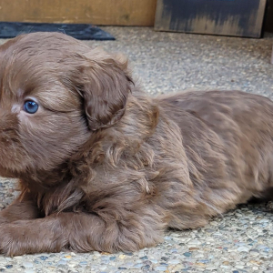 Aussiedoodle Puppy Coco