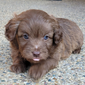 Aussiedoodle Puppy Coco