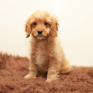 Cavapoo Puppy Kylo