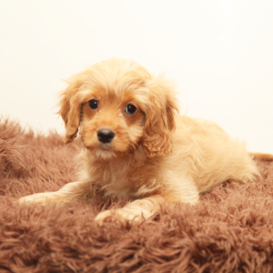 Cavapoo Puppy Kylo