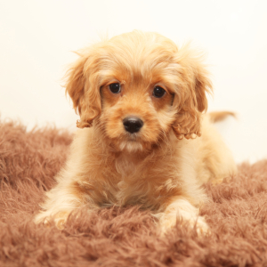 Cavapoo Puppy Kylo