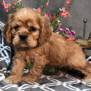 Cocker Spaniel Puppy Paso