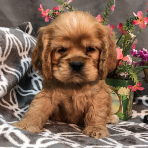 Cocker Spaniel Puppy Paso