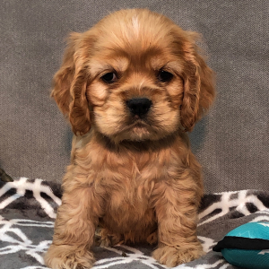 Cocker Spaniel Puppy Paso