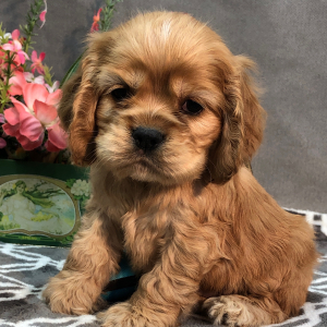 Cocker Spaniel Puppy Paso