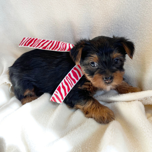 Yorkshire Terrier Puppy Tater