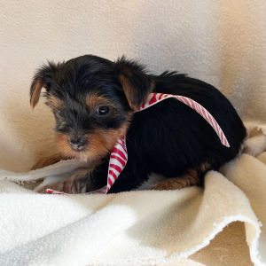 Yorkshire Terrier Puppy Tater
