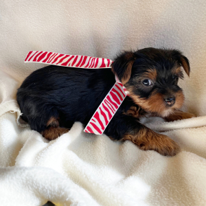 Yorkshire Terrier Puppy Tater