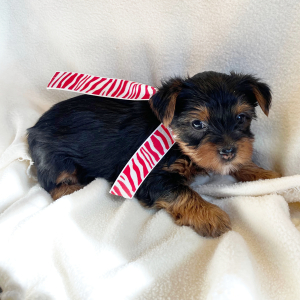 Yorkshire Terrier Puppy Tater