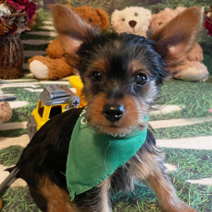 Yorkshire Terrier Puppy Tucker