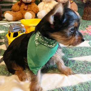 Yorkshire Terrier Puppy Tucker