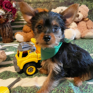 Yorkshire Terrier Puppy Tucker