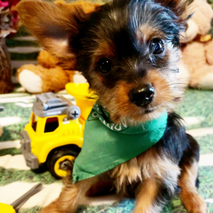 Yorkshire Terrier Puppy Tucker