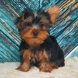 Yorkshire Terrier Puppy Rocky